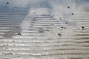 Mudflat at a low tide photo